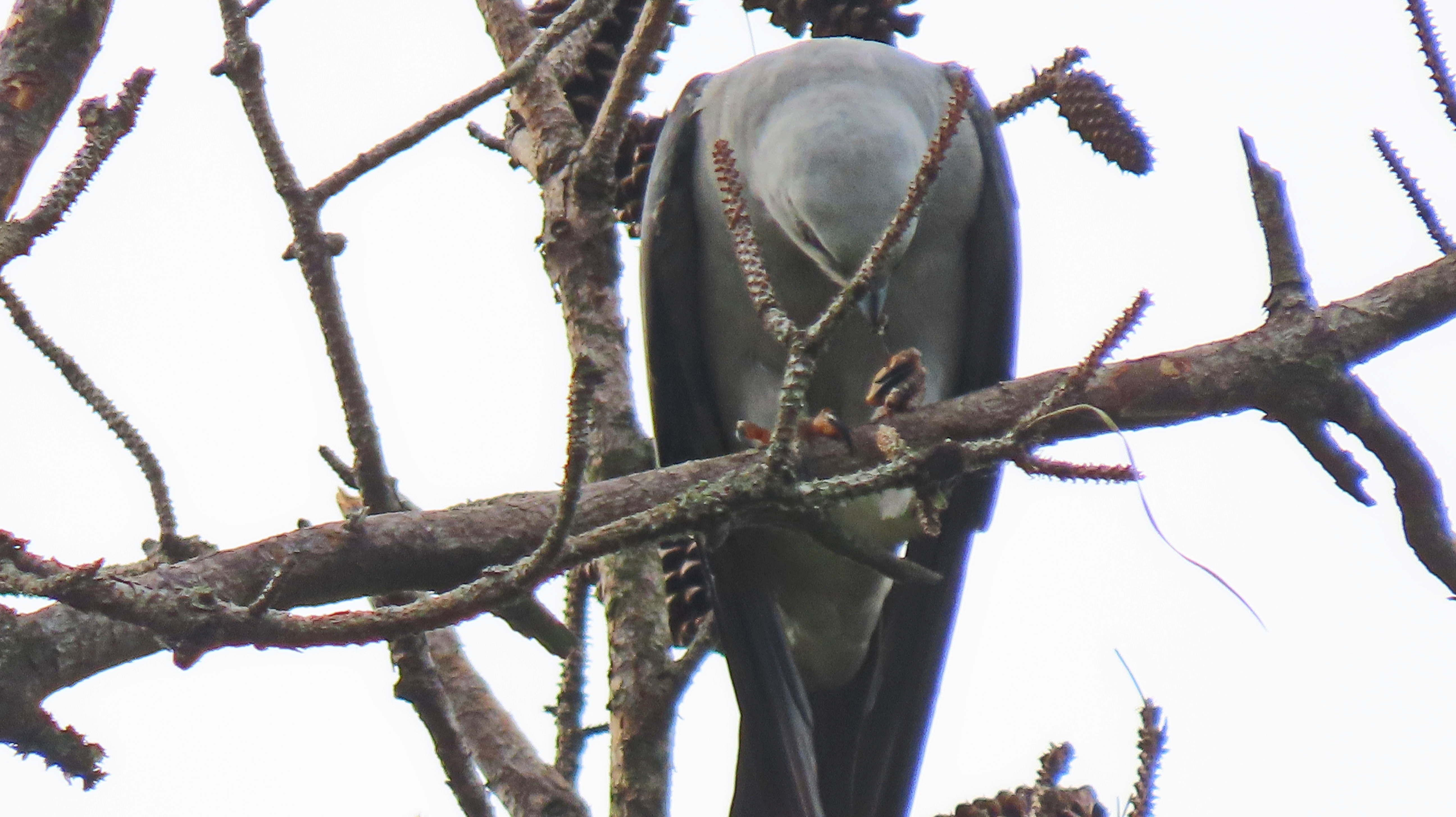 A gray raptor eating from talons