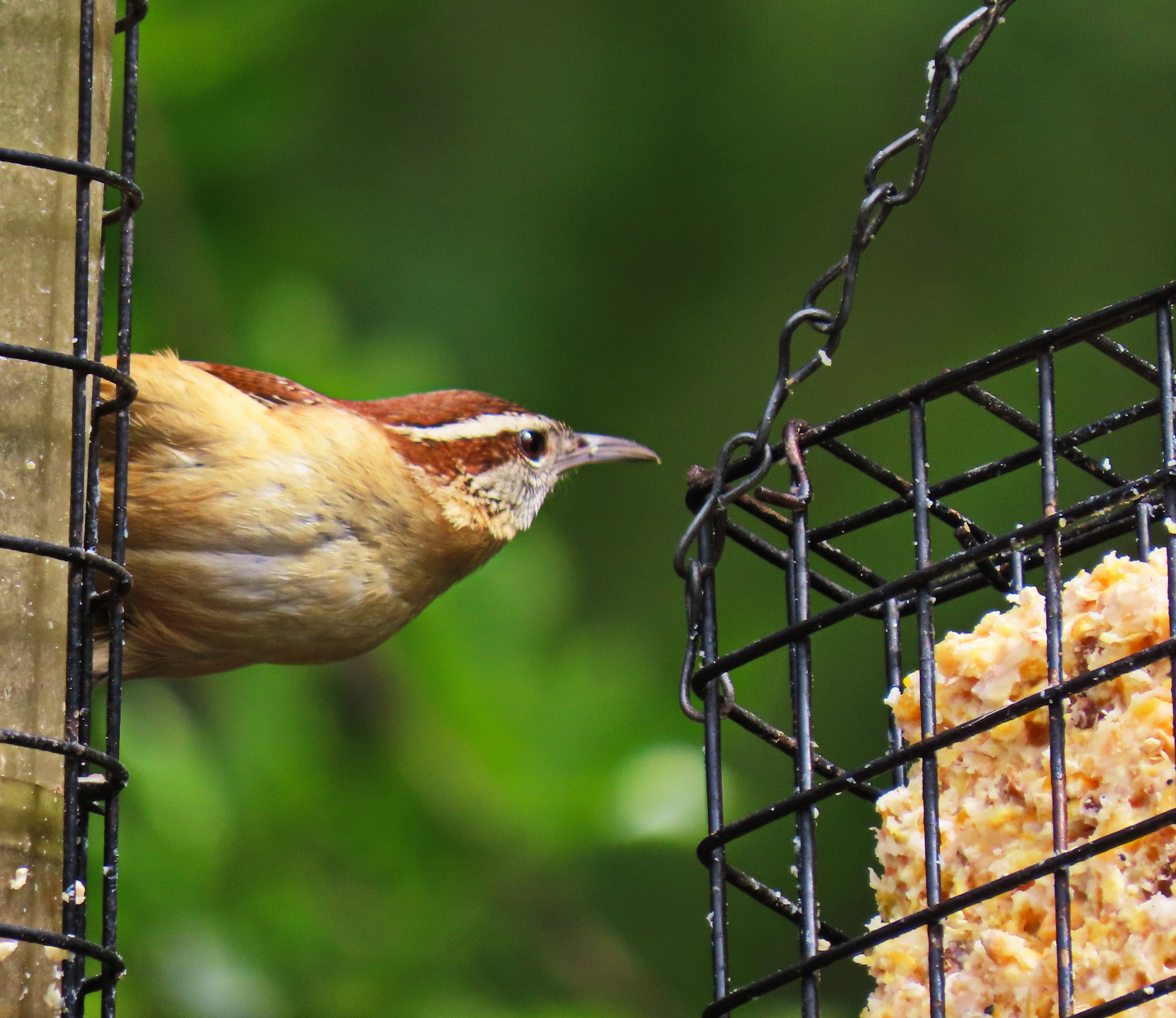 wren eating from a suet feeder