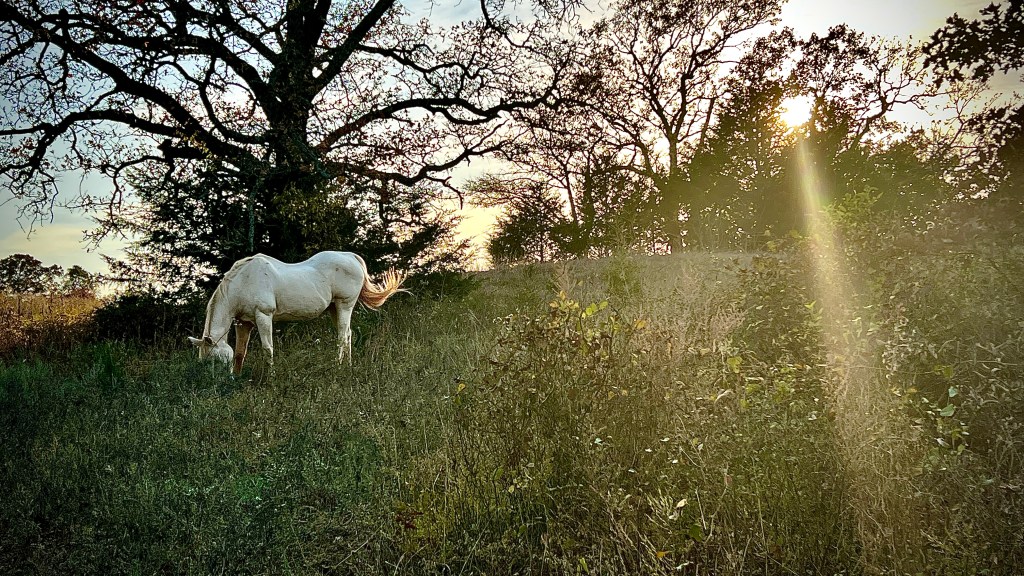A white horse grazing in a field at sunset.