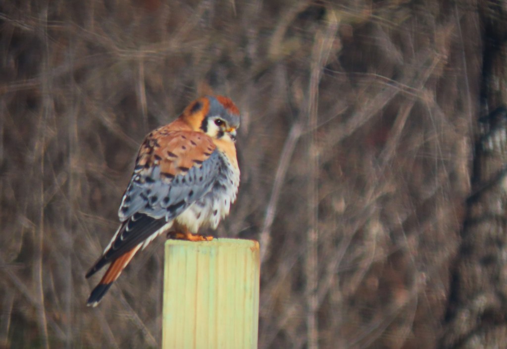 American Kestrel on a post
