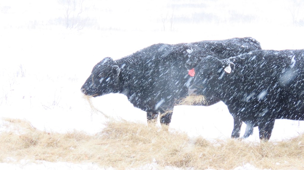 Cows in a blizzard