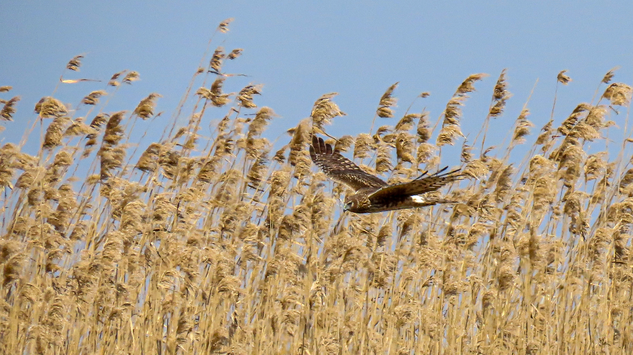 Northern Harrier soaring above marsh grass