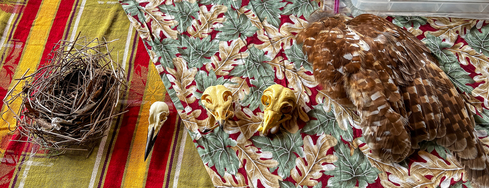 Some of the educational materials — robin’s nest, woodpecker, hawk and owl skulls, and an owl’s wing