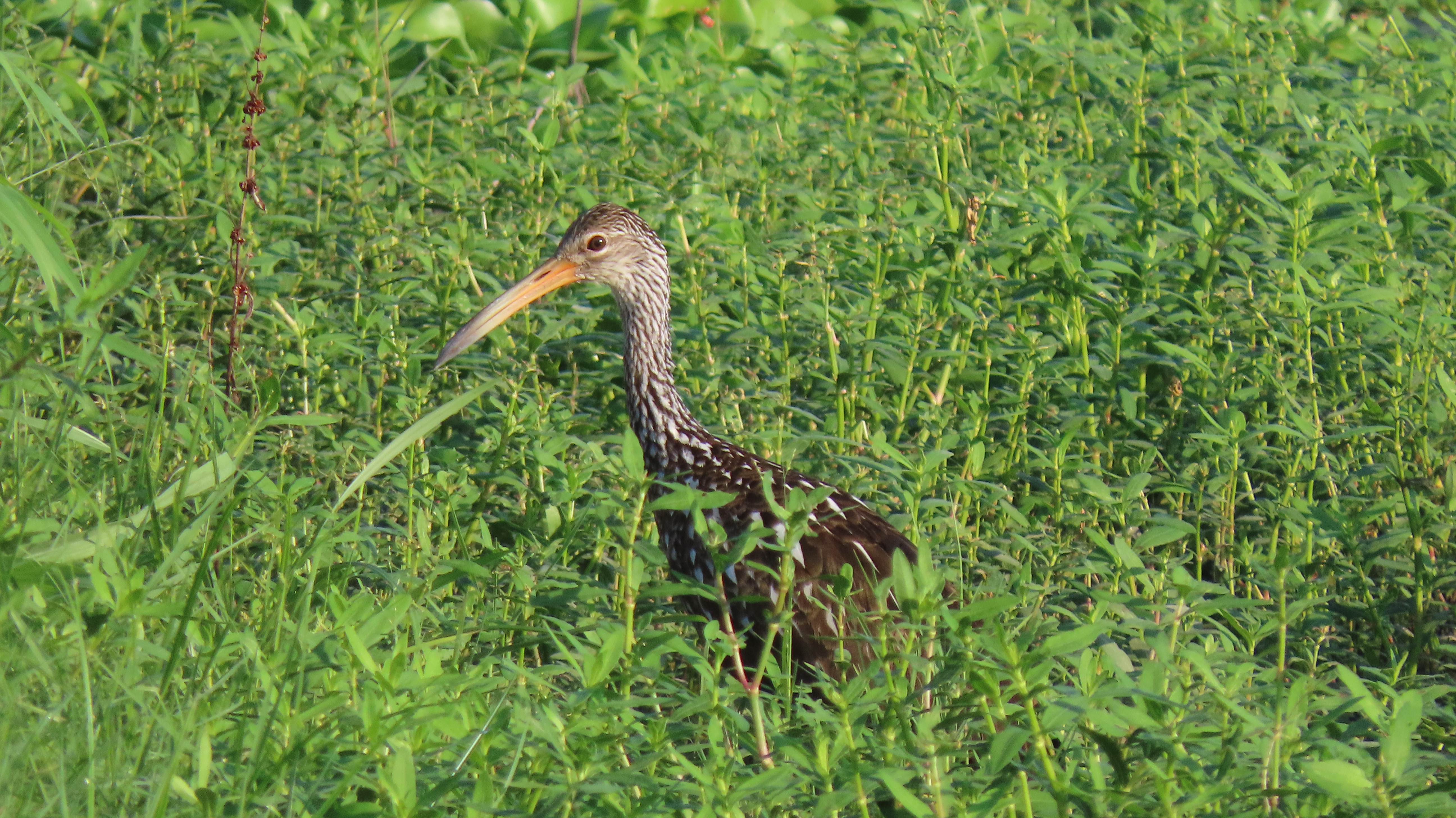 A brown and white spotted tall bird with a long beak in the grass