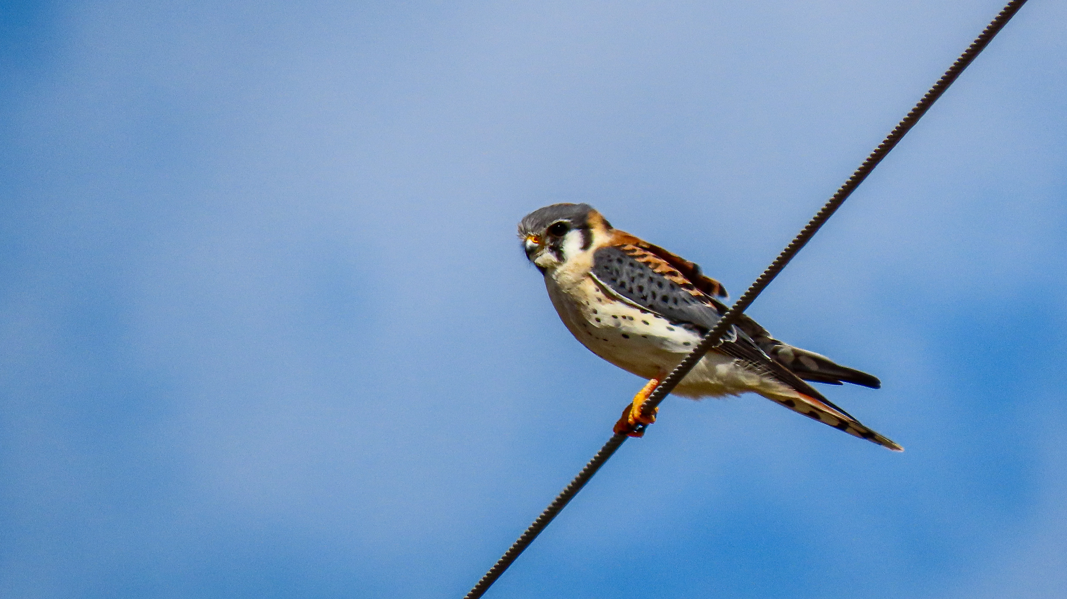 Kestrel on a wire