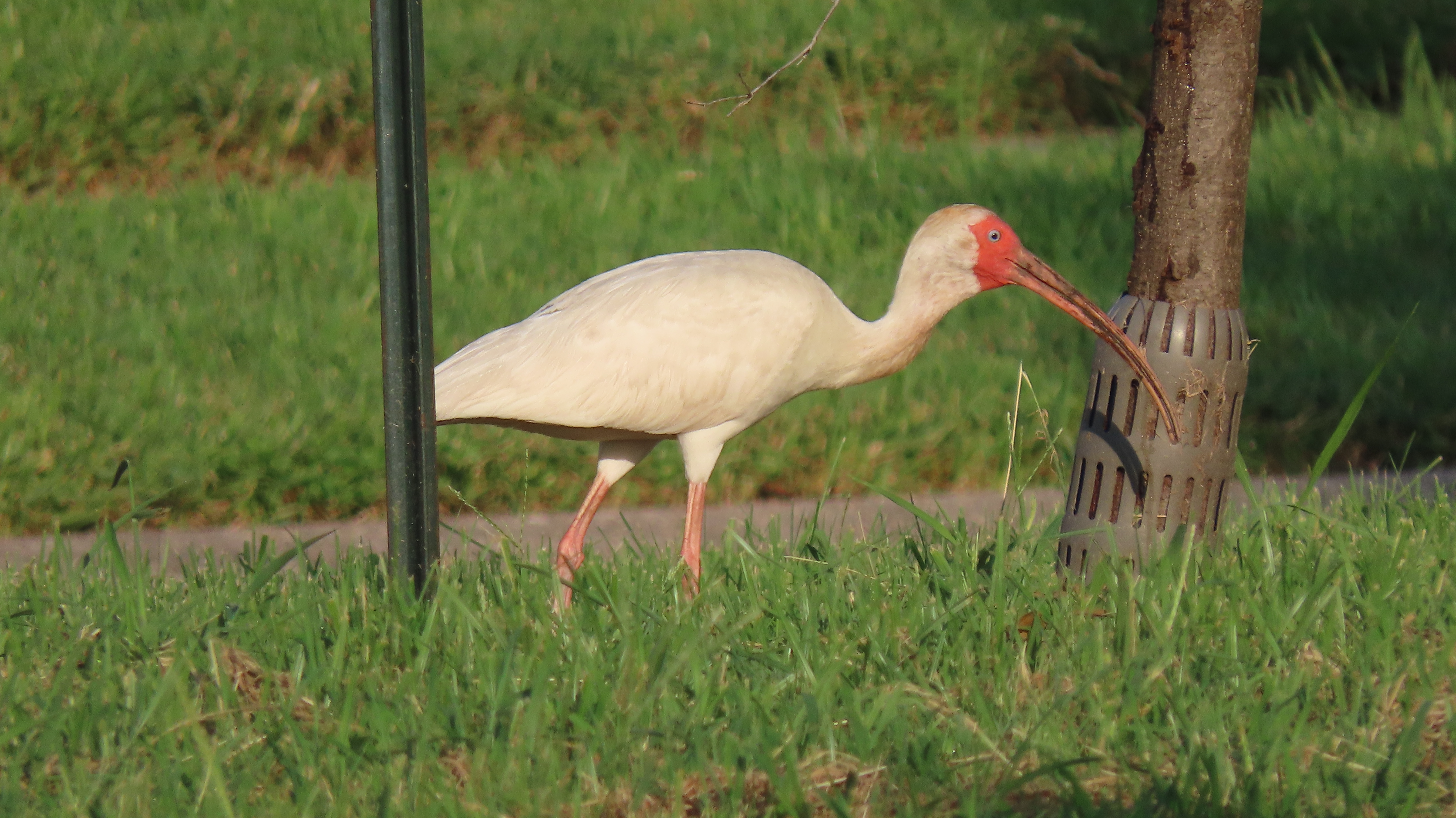 A white ibis with a red head and beak is walking through the grass.