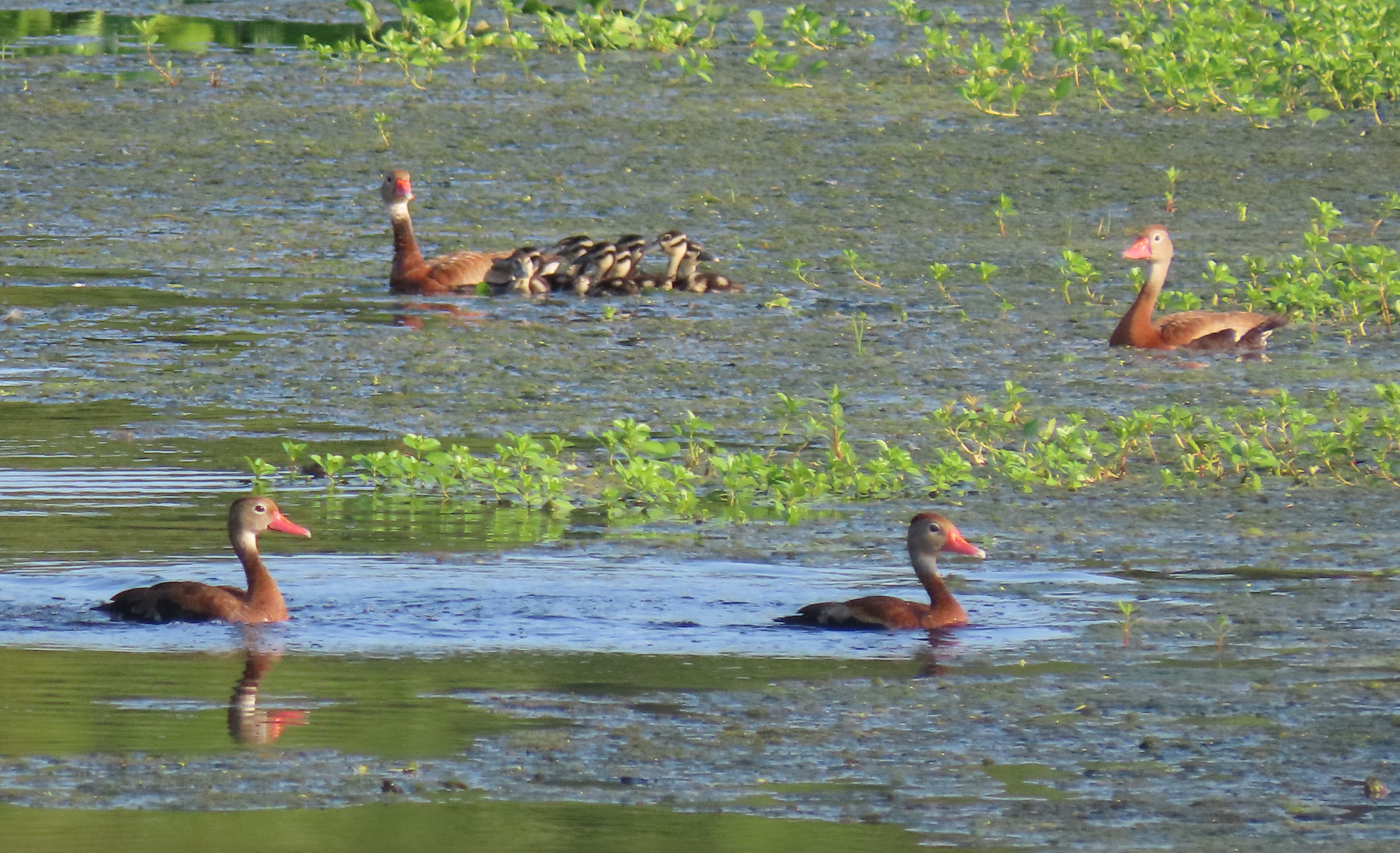 Black bellied whistling ducks with ducklings