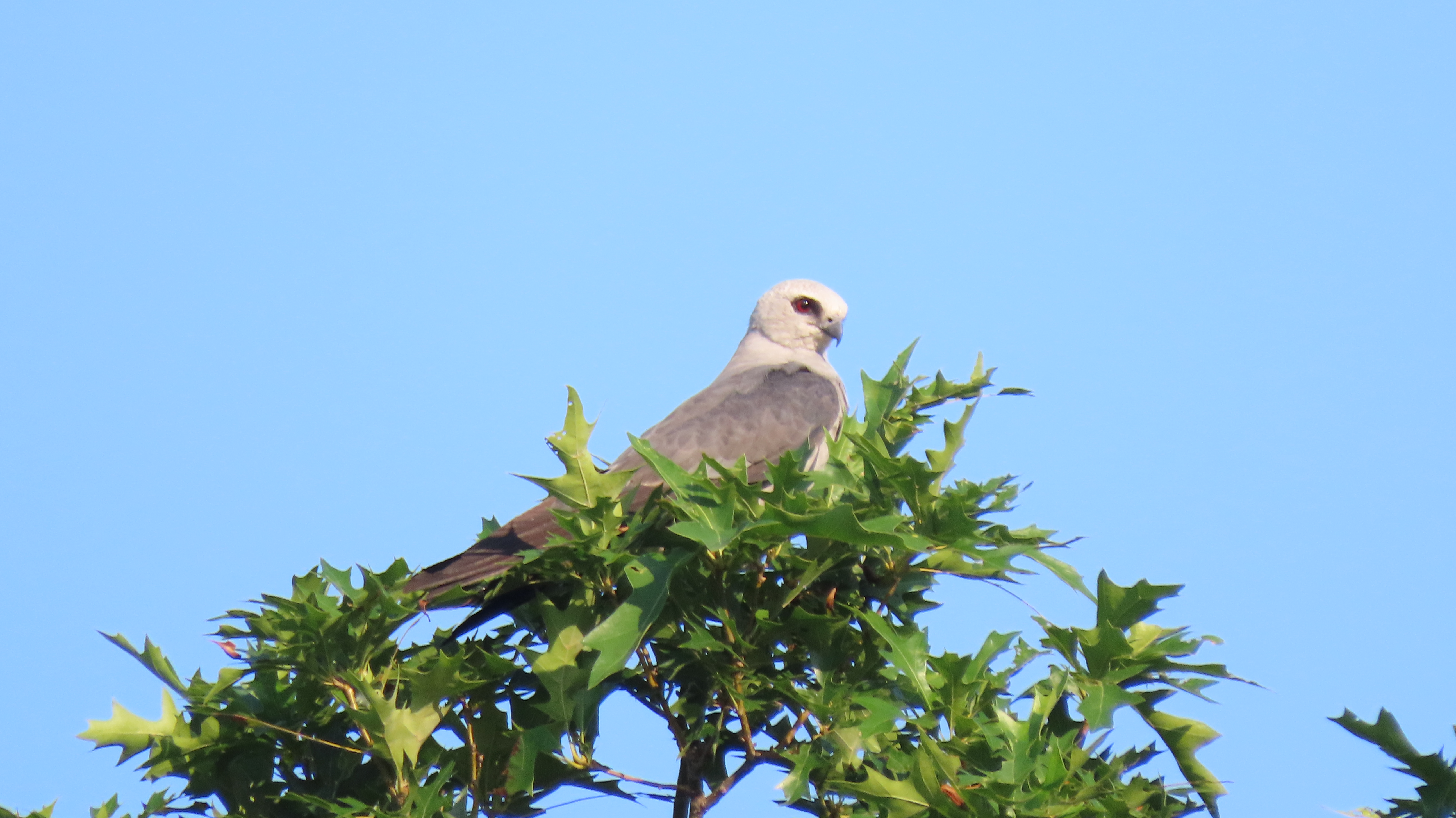 A gray kite perched on a tree branch against a blue sky.