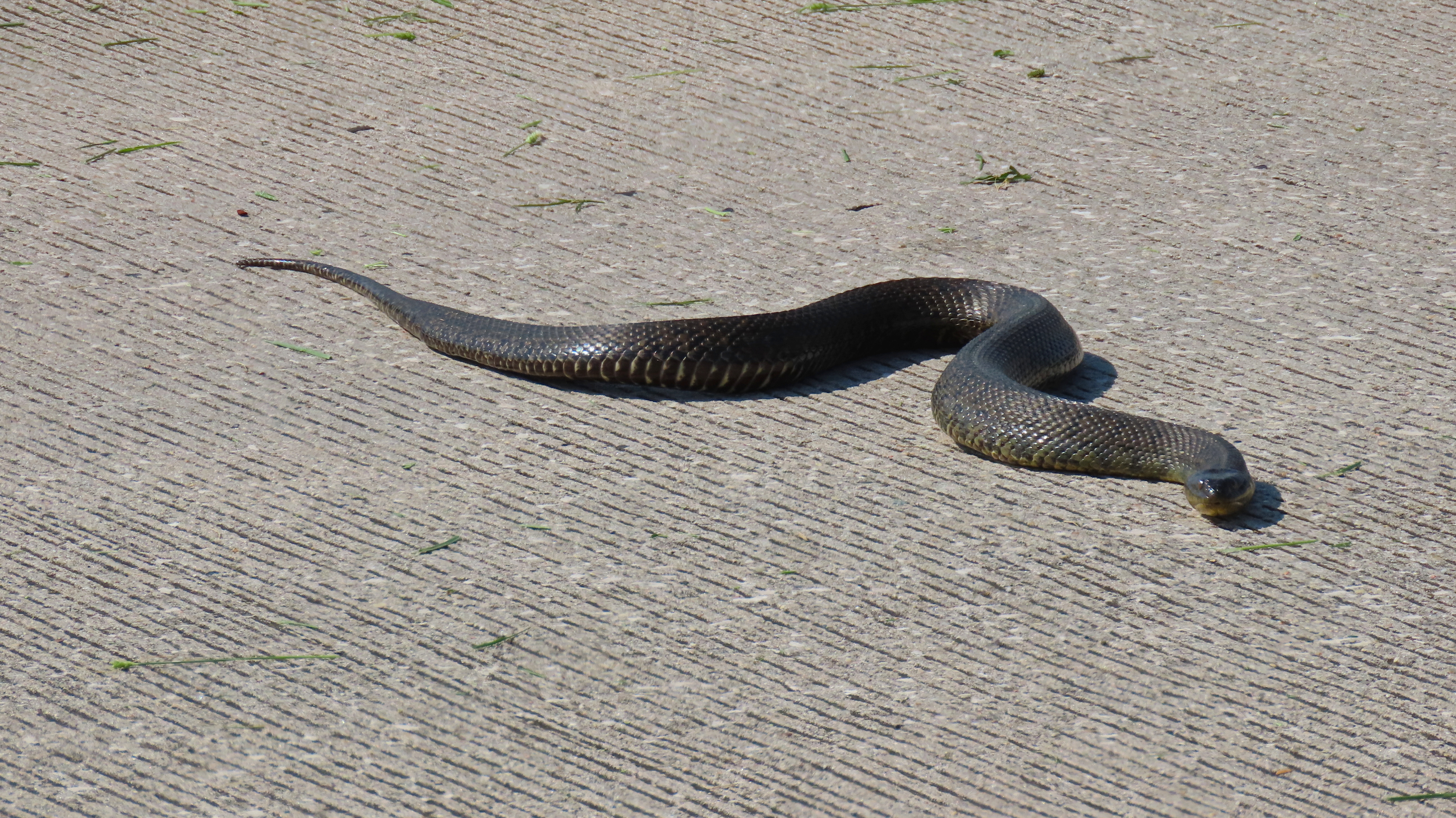 A brown snake crossing the road