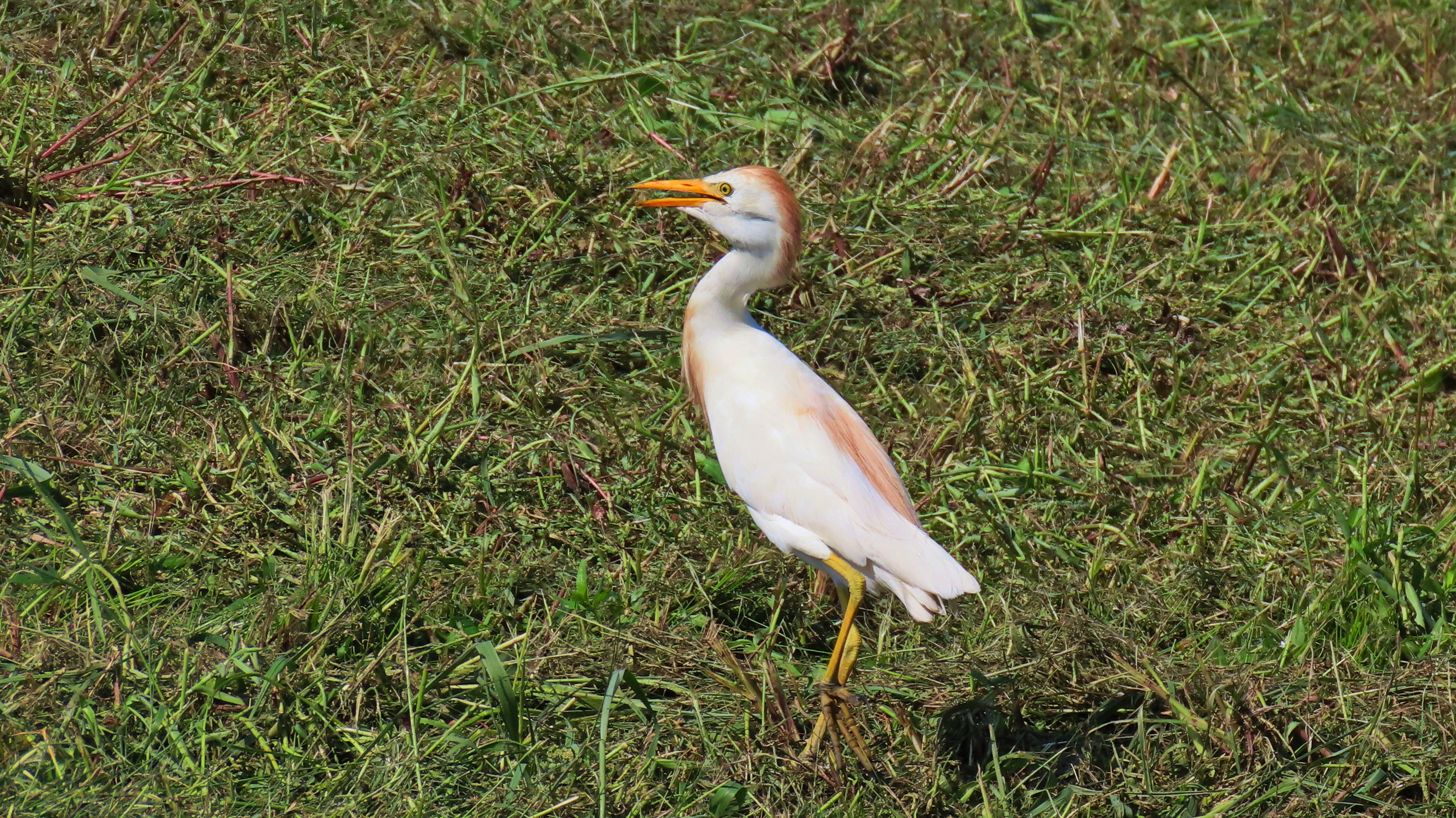 A white and brown egret in the bright sun