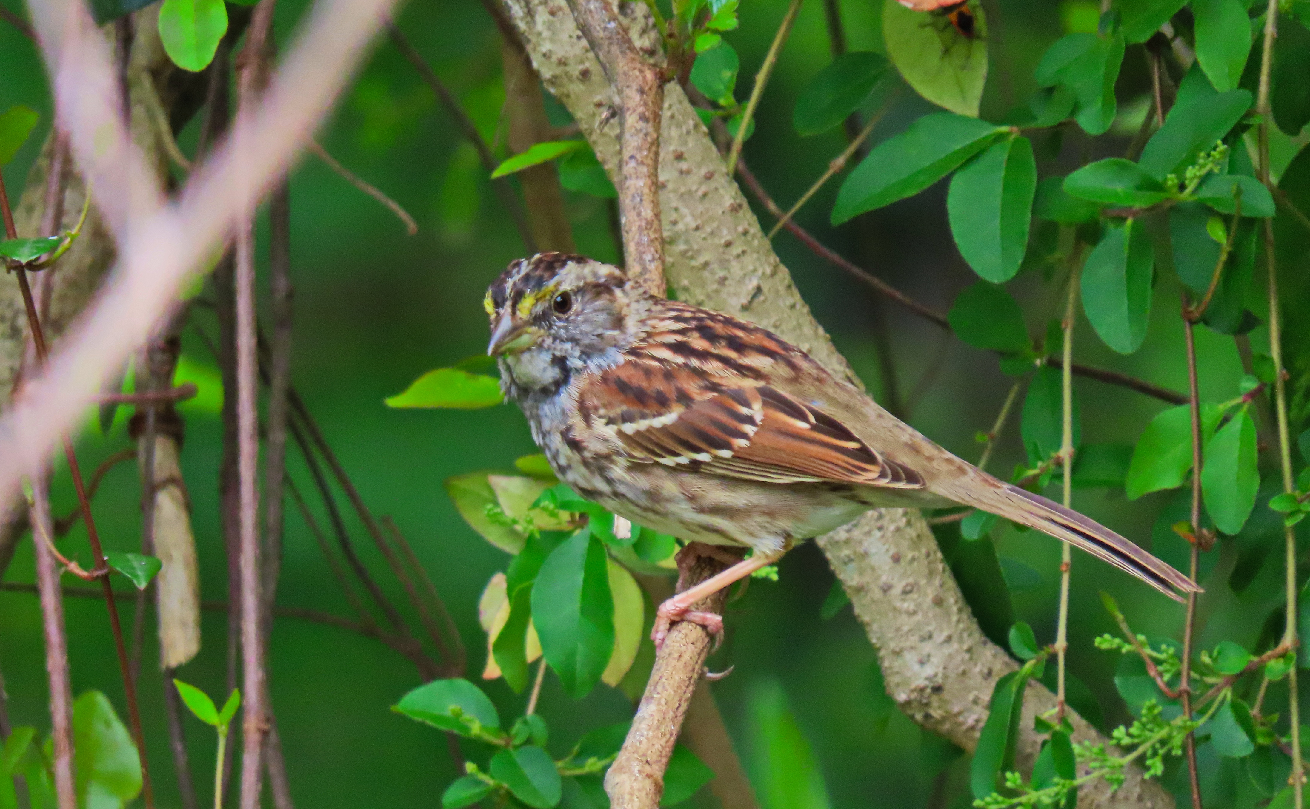 sparrow in bushes