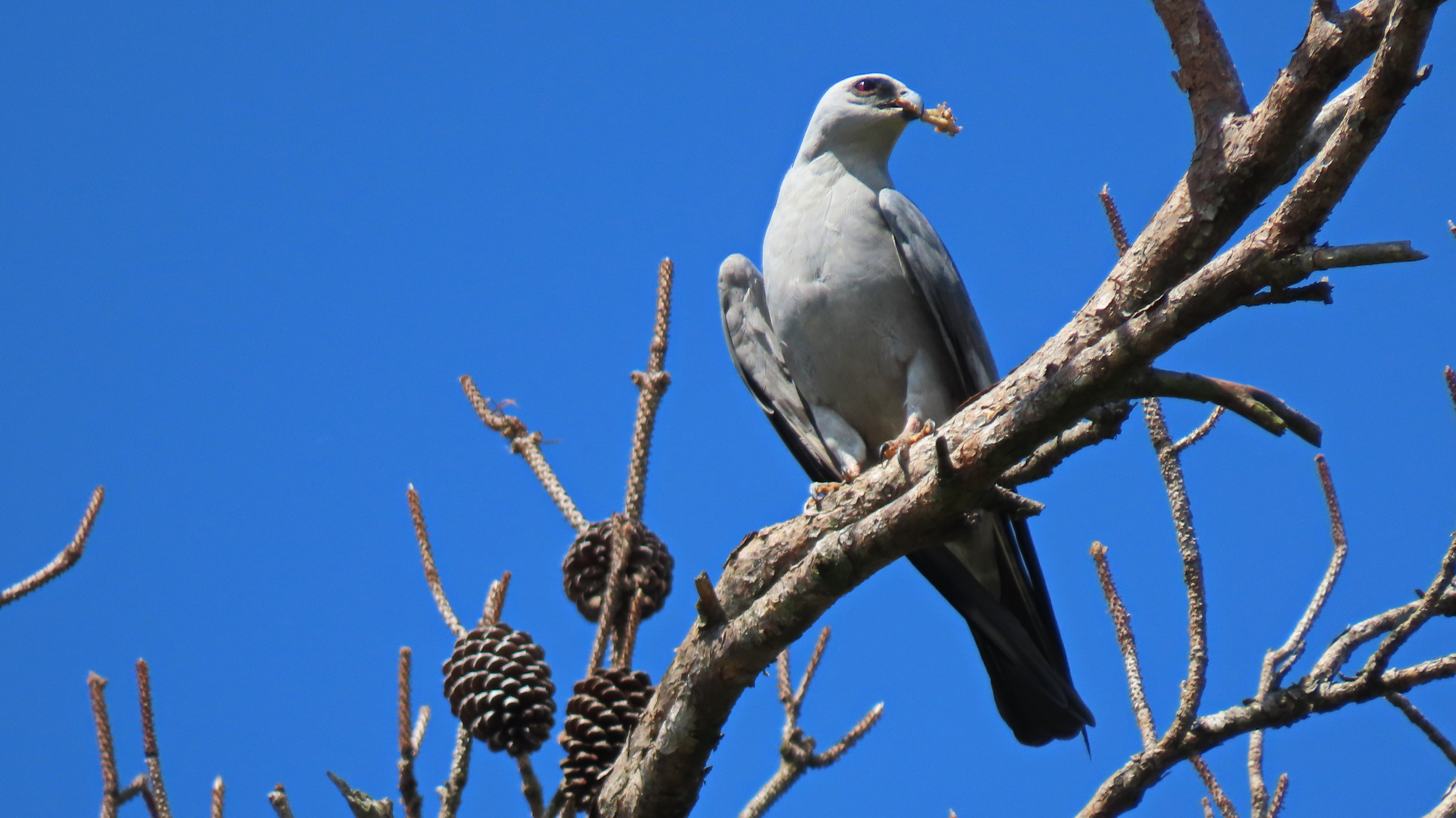 A gray raptor against a blue sky with an insect in its beak