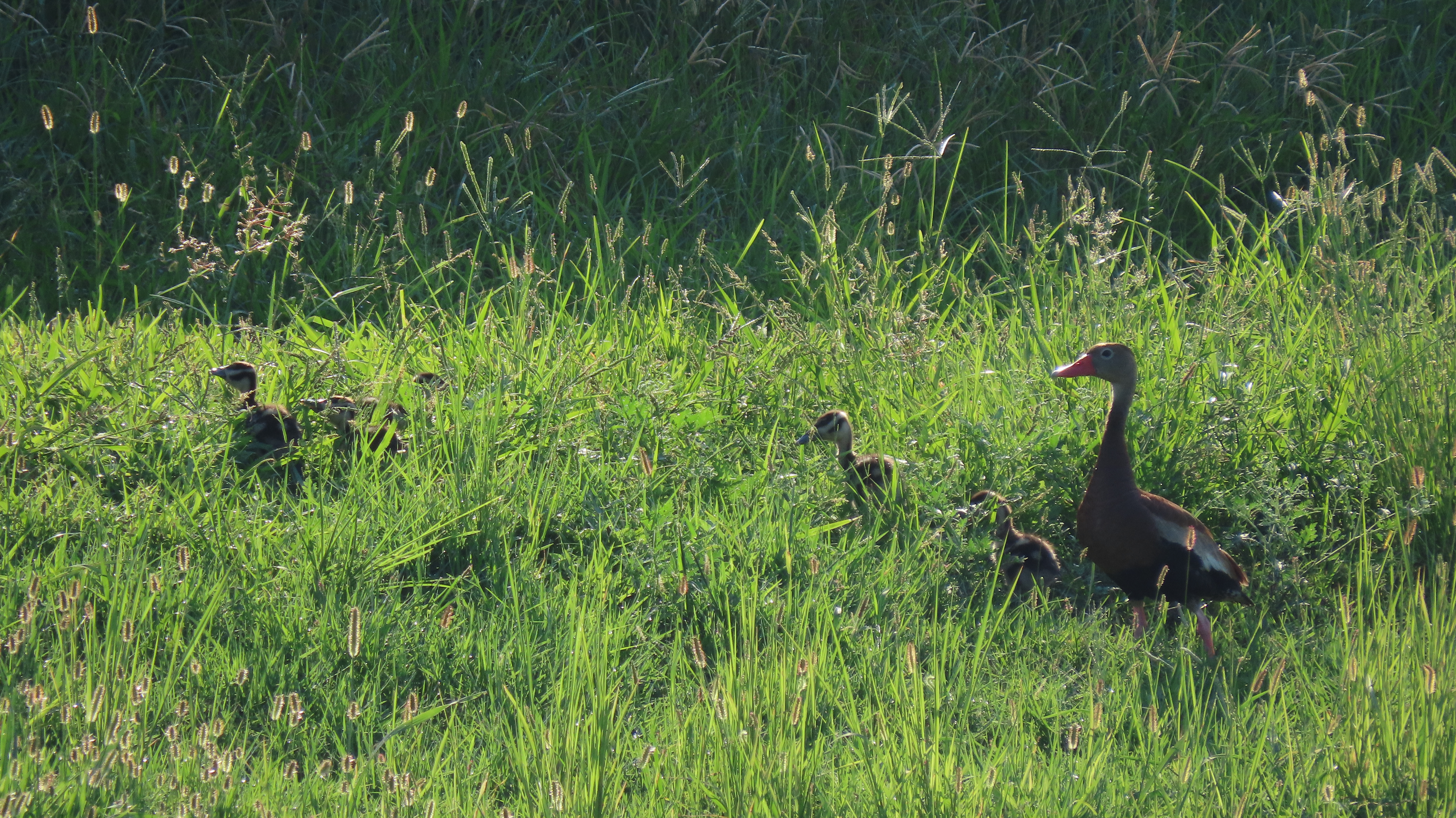 Black bellied whistling ducks with ducklings