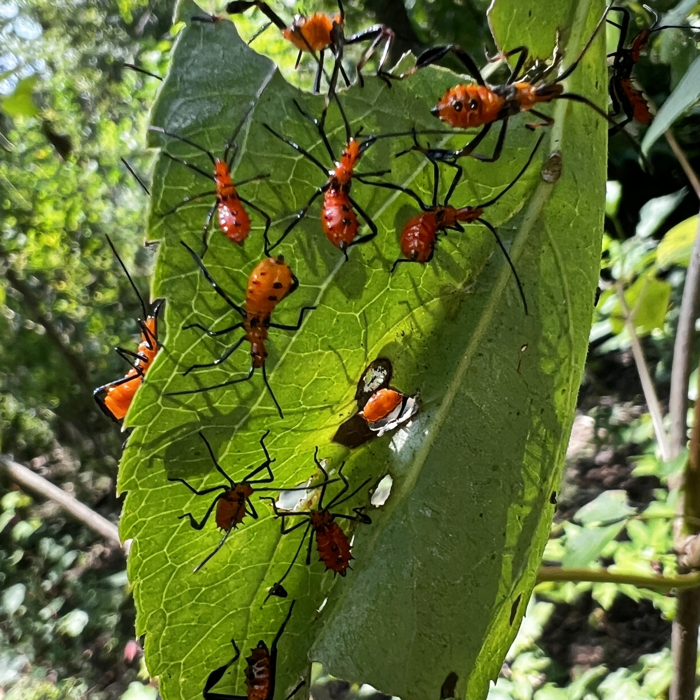 Little red scary bugs