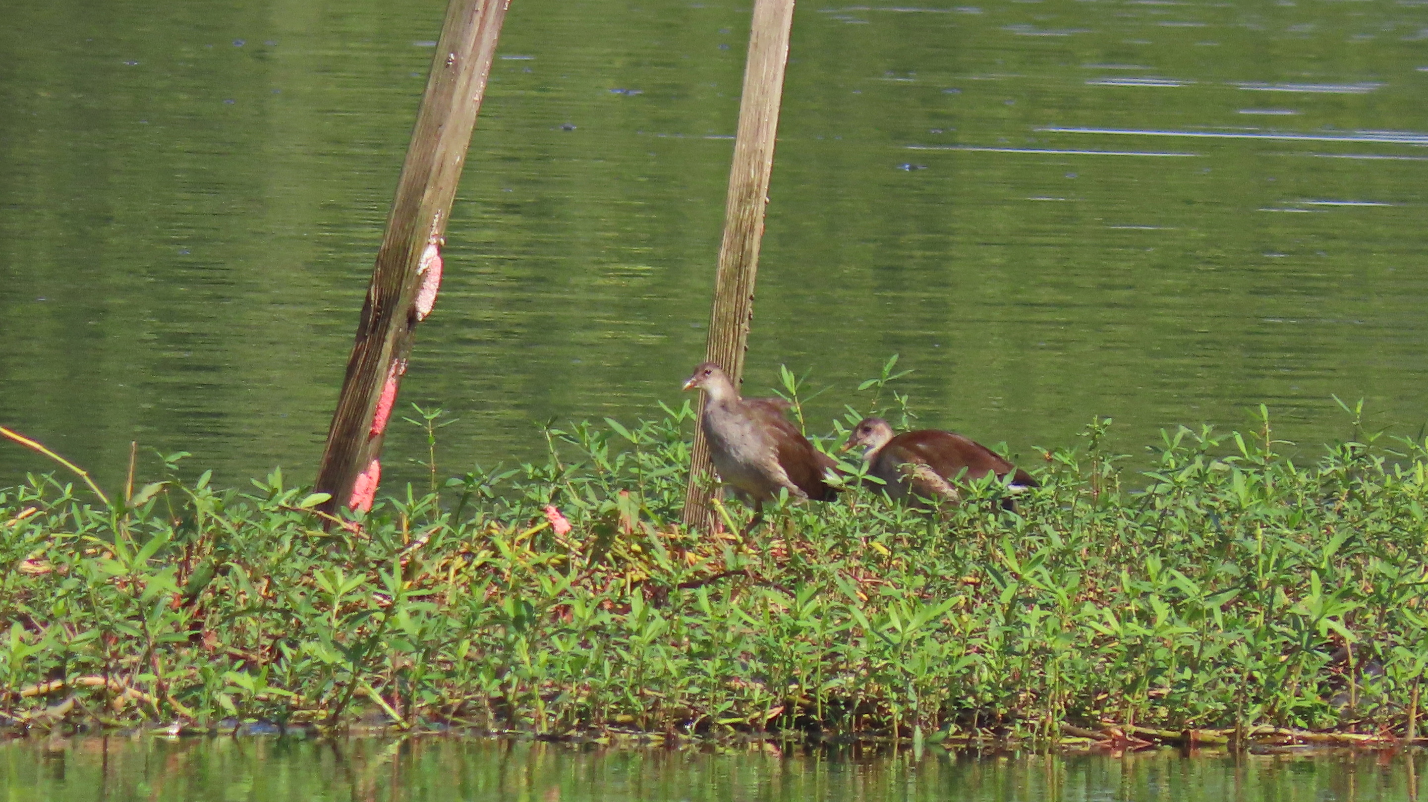 Two young gallinules standing in vegetation near water, with bright pink snail eggs nearby