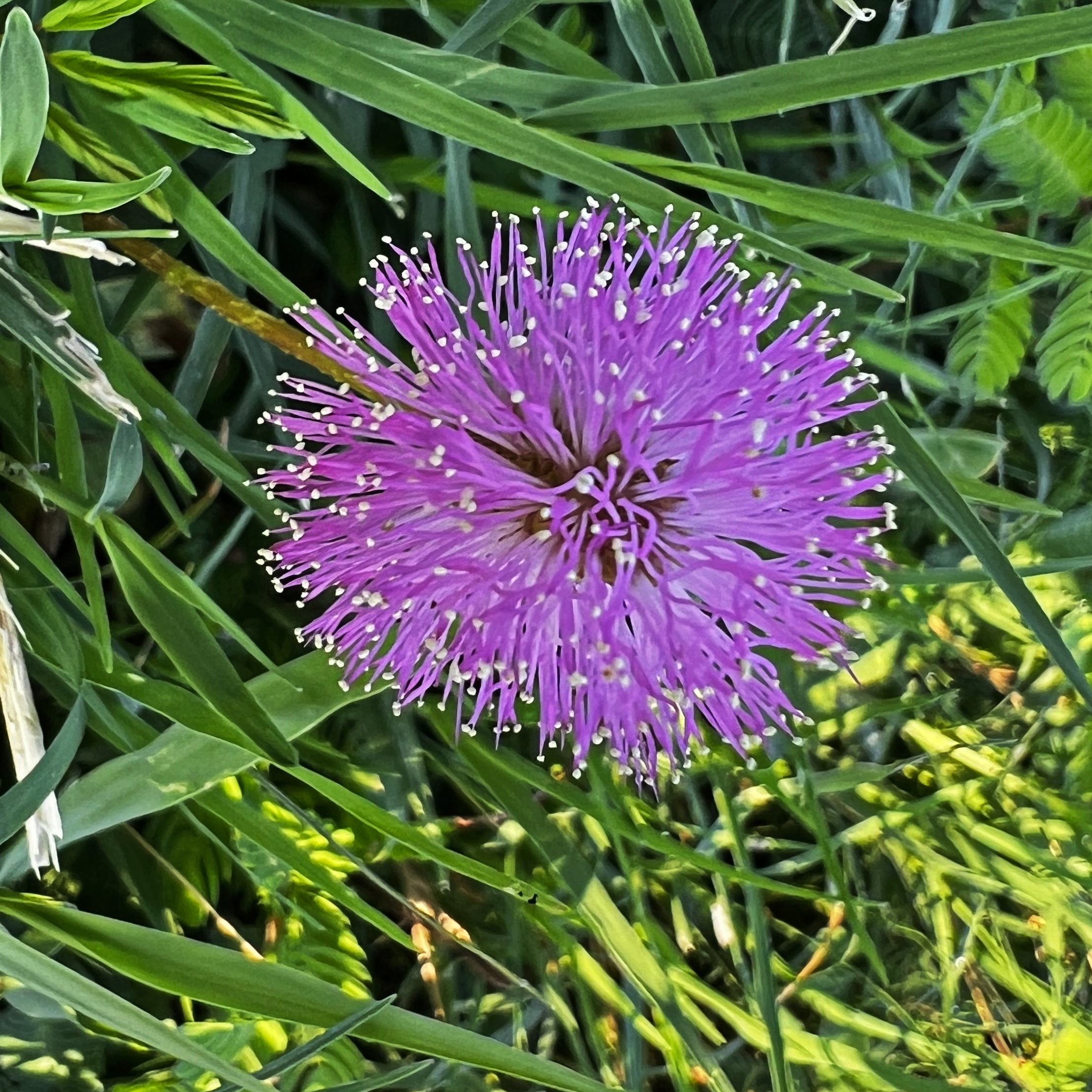 A close-up photo of a sensitive plant showcasing its bright purple, spherical flower head with numerous long, thin stamens.