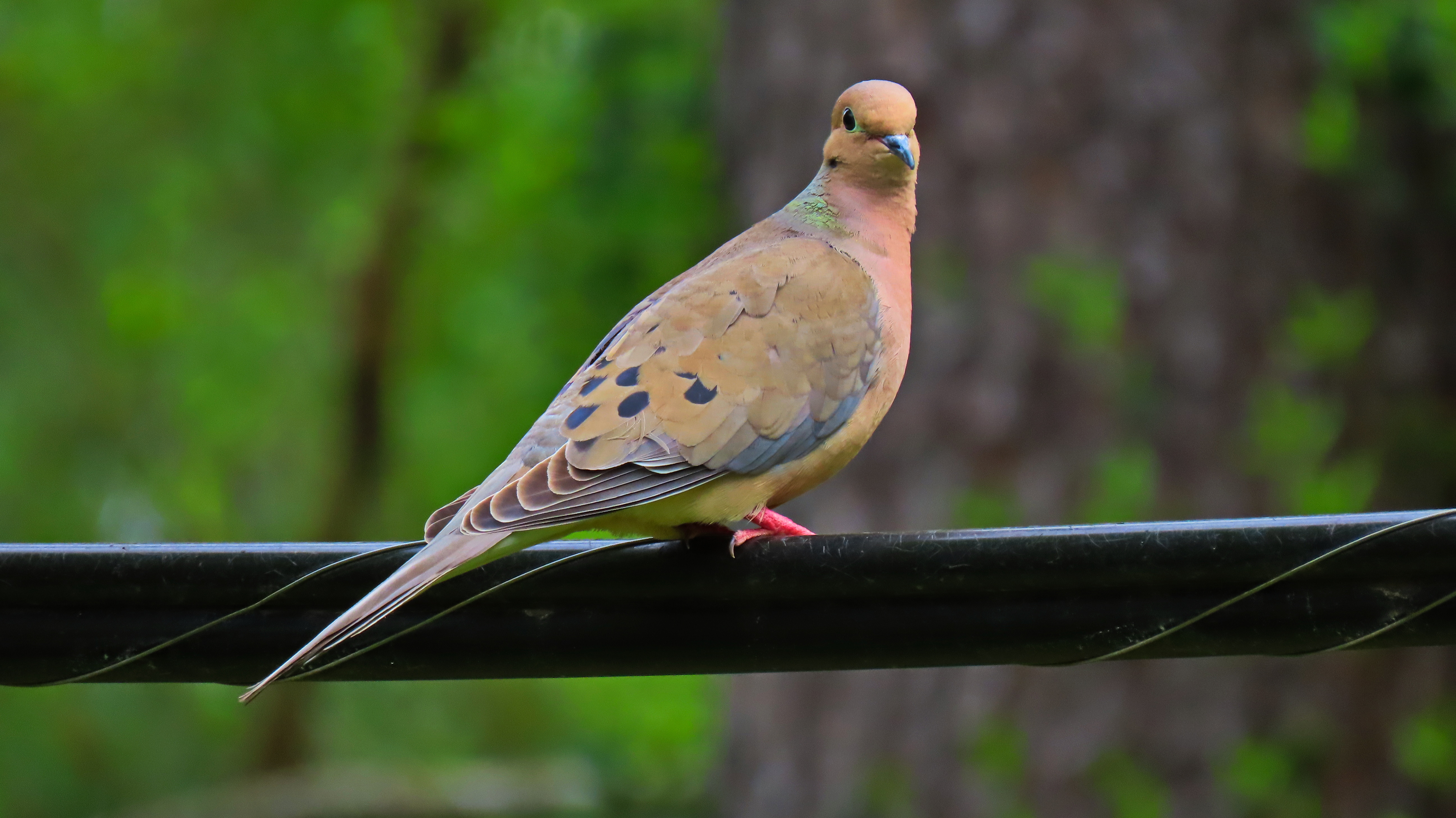 Dove on a wire