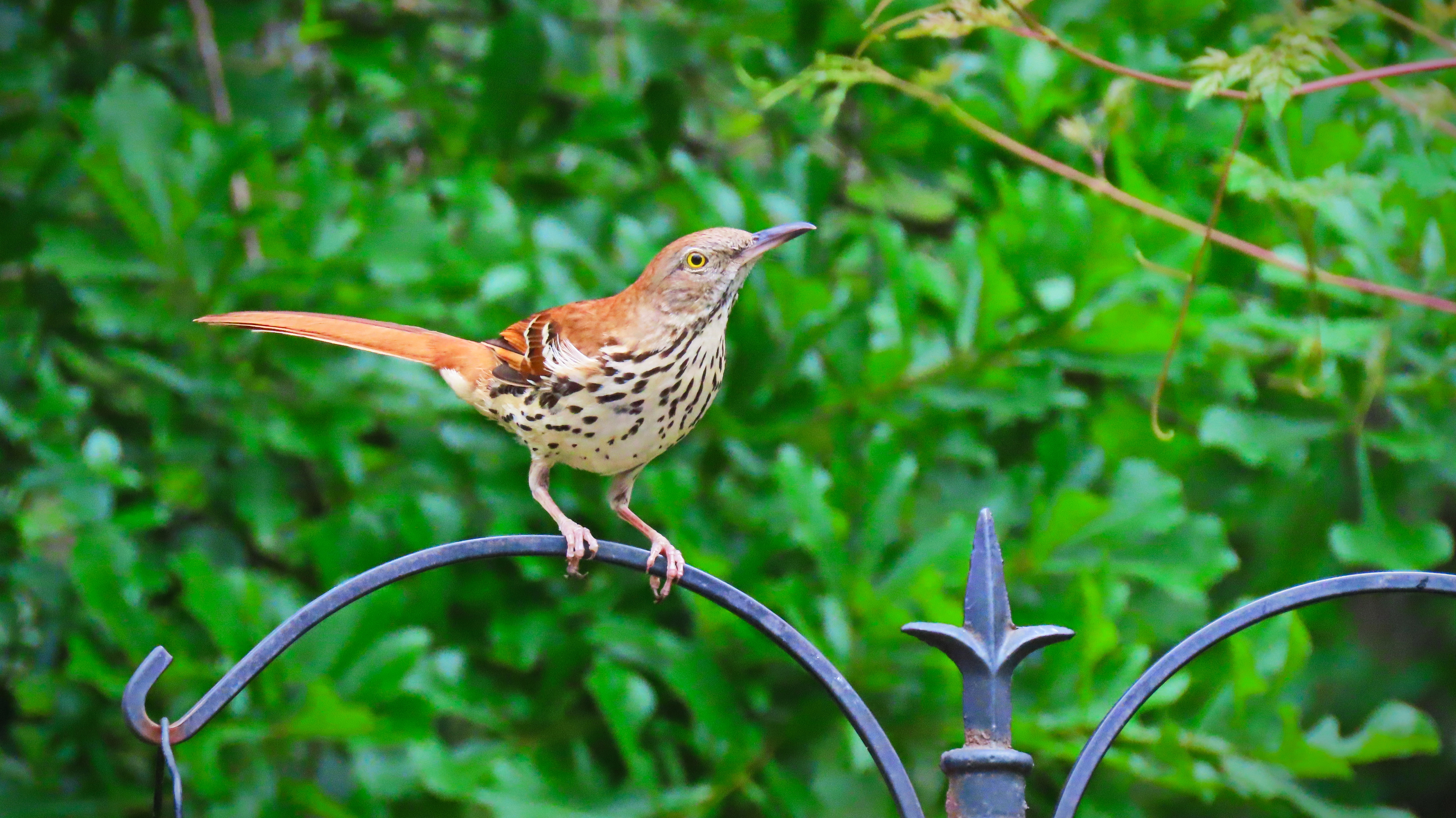 A brown and white spotted bird on a feeder pole