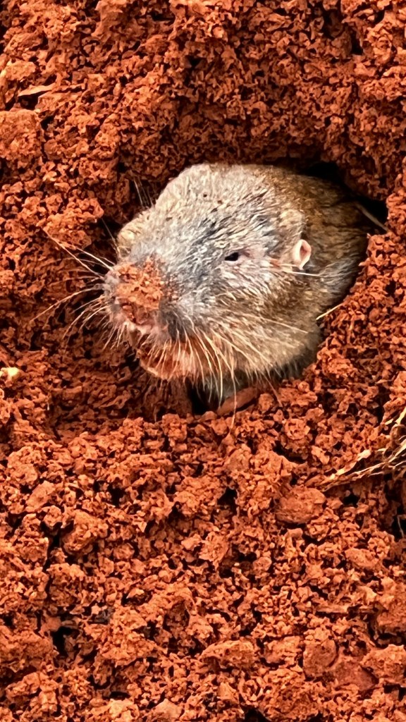 A pocket gopher sticking his head out of a hole.