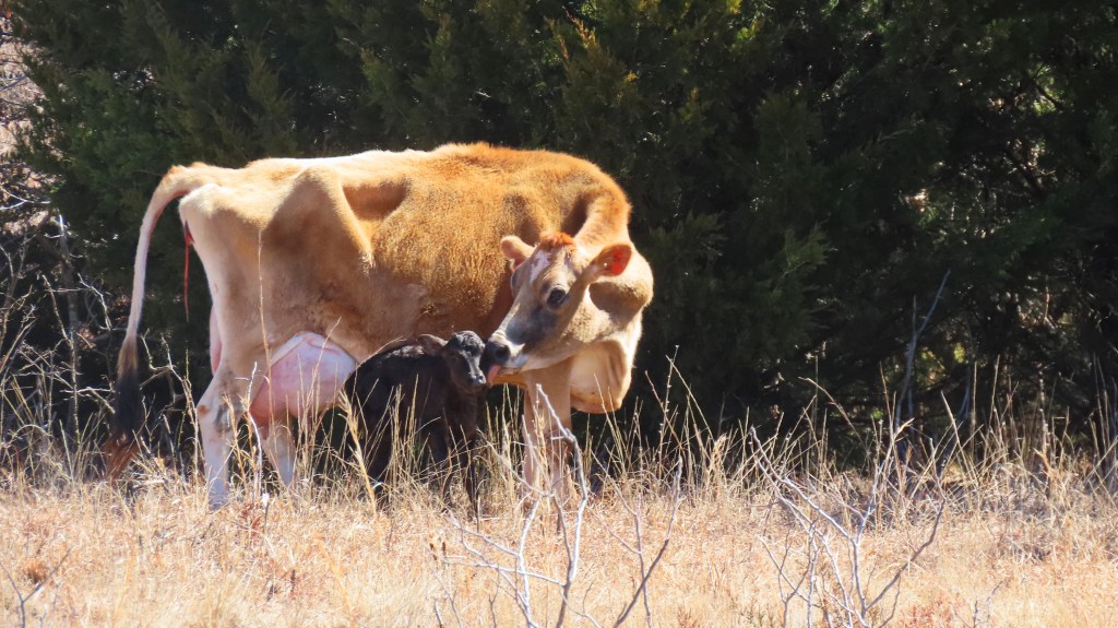 A cow licking her newborn calf.