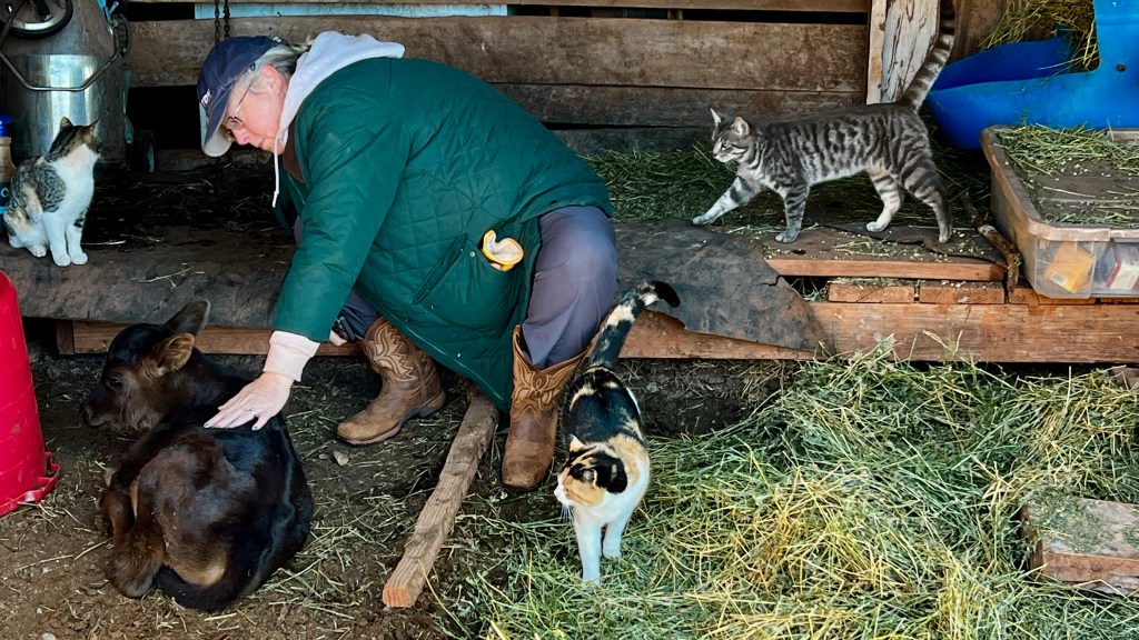 A woman sitting in a barn petting a newborn calf while three cats watch.