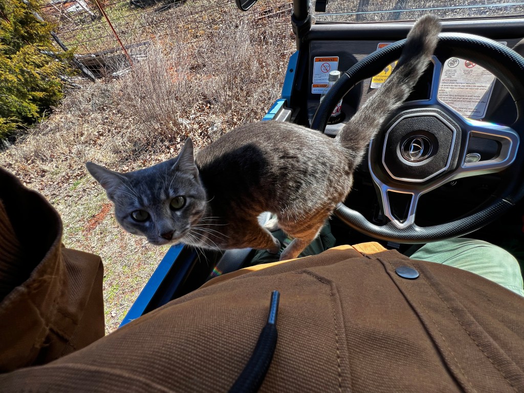 A man sitting in the driver's seat of a UTV with a cat on his lap.