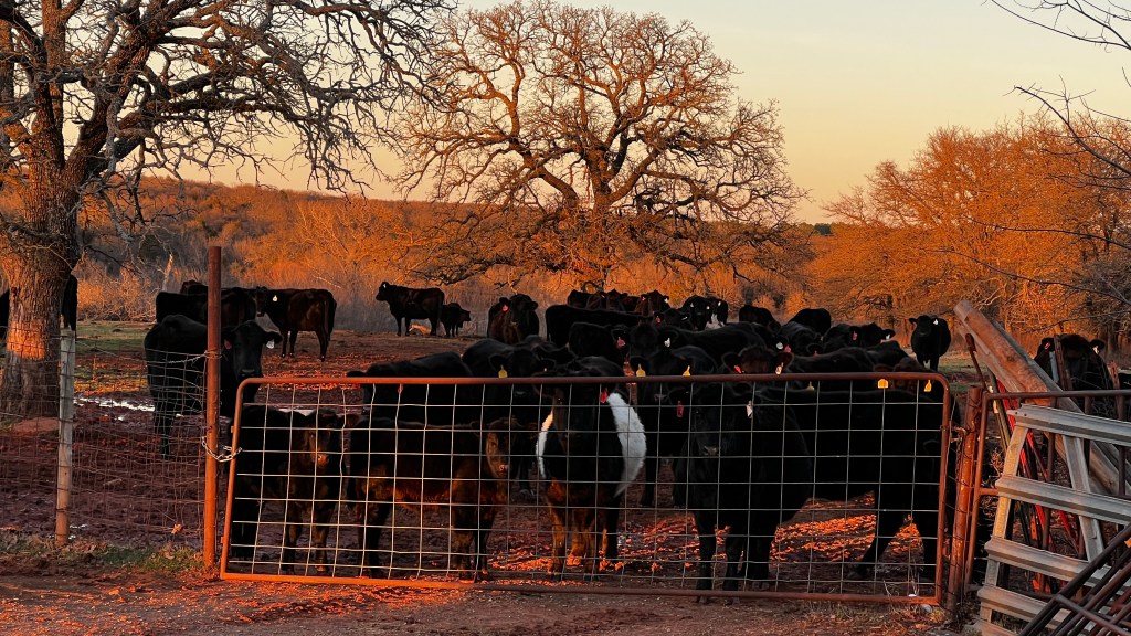 A small herd of cow outside a gate.