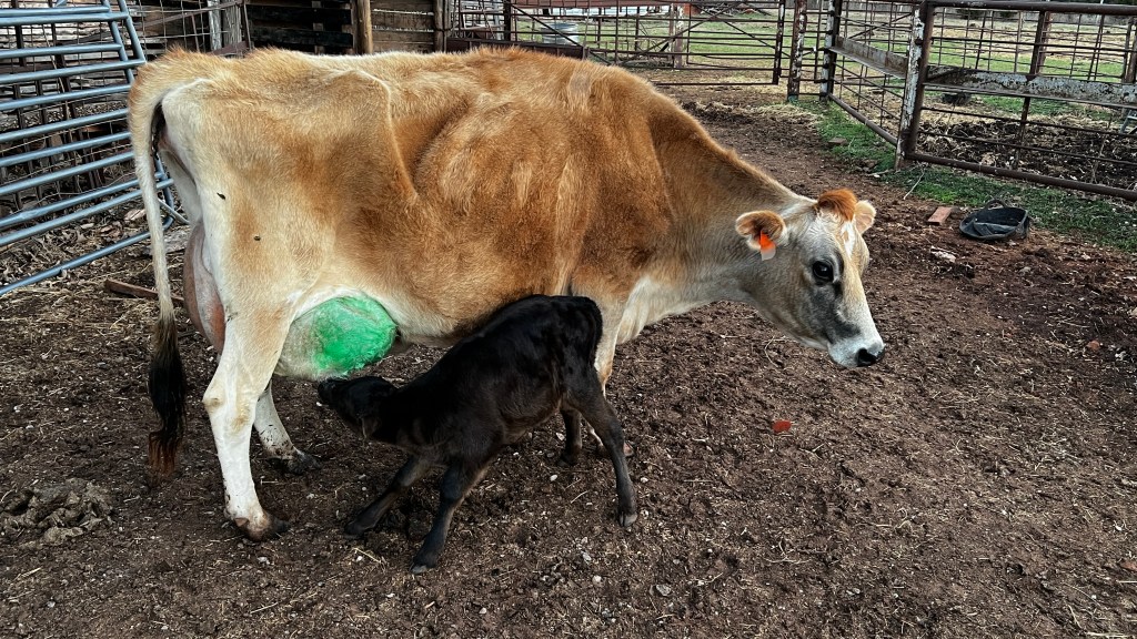 A calf feeding from it's mother.