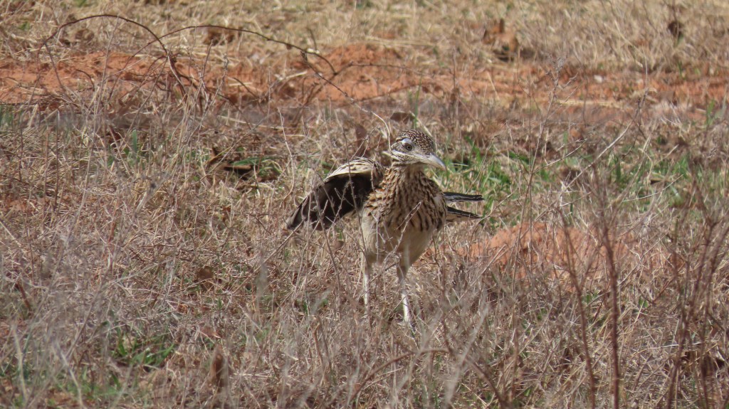 A roadrunner feeding in a pasture.