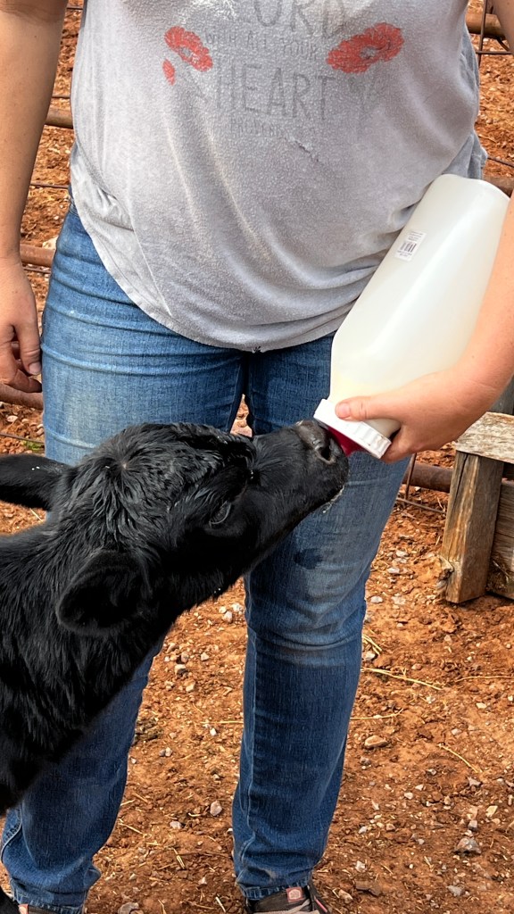A newborn black calf being bottle fed.