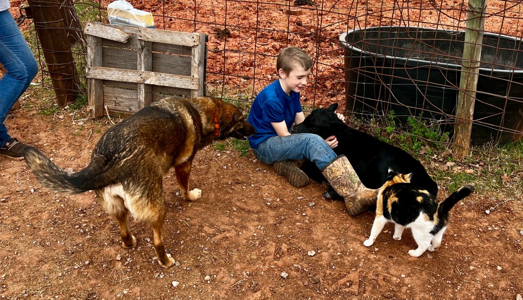 A small boy sitting on the ground cuddling a newborn black calf. A dog and cat watch closely.