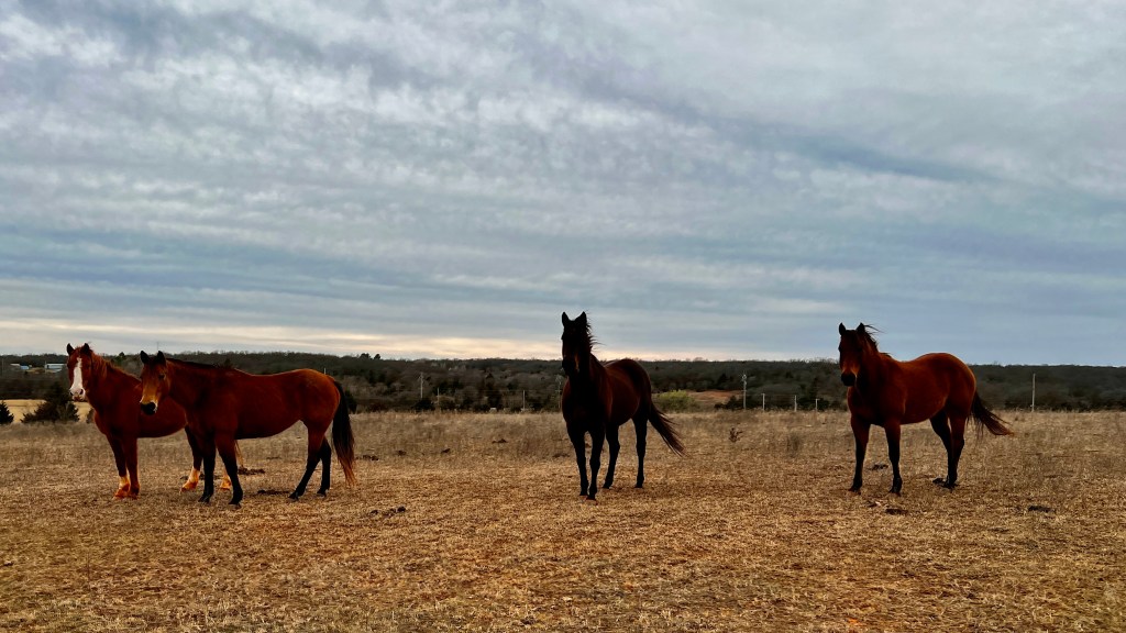 Four horses in a pasture