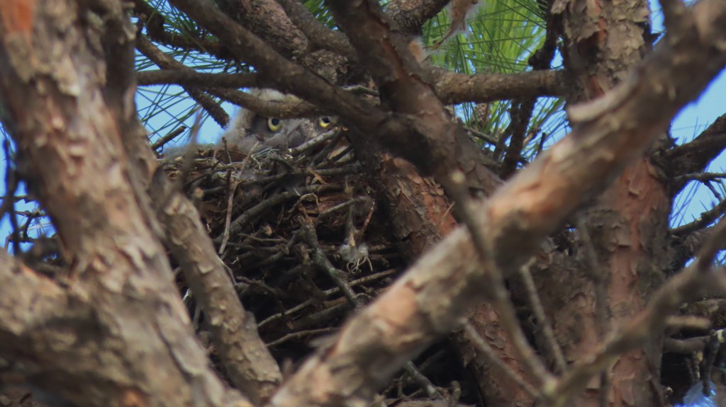 A close-up view of a bird's nest situated among the branches of a tree. The nest contains several twigs and grass, blending into the natural surroundings. In the background, there are green pine needles and tree branches, creating a sense of depth and camouflage. A pair of yellow eyes can be seen peering out from the nest, indicating the presence of a bird.