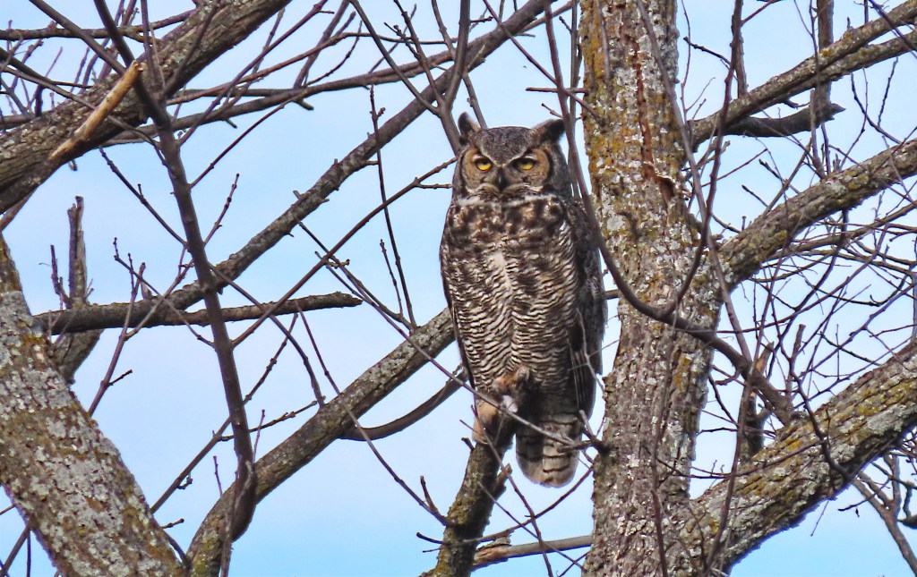 A great horned owl perched on a bare branch of a tree, surrounded by a blue sky. The owl has distinctive tufted ears, large yellow eyes, and a mottled brown and white plumage, blending with the tree bark.