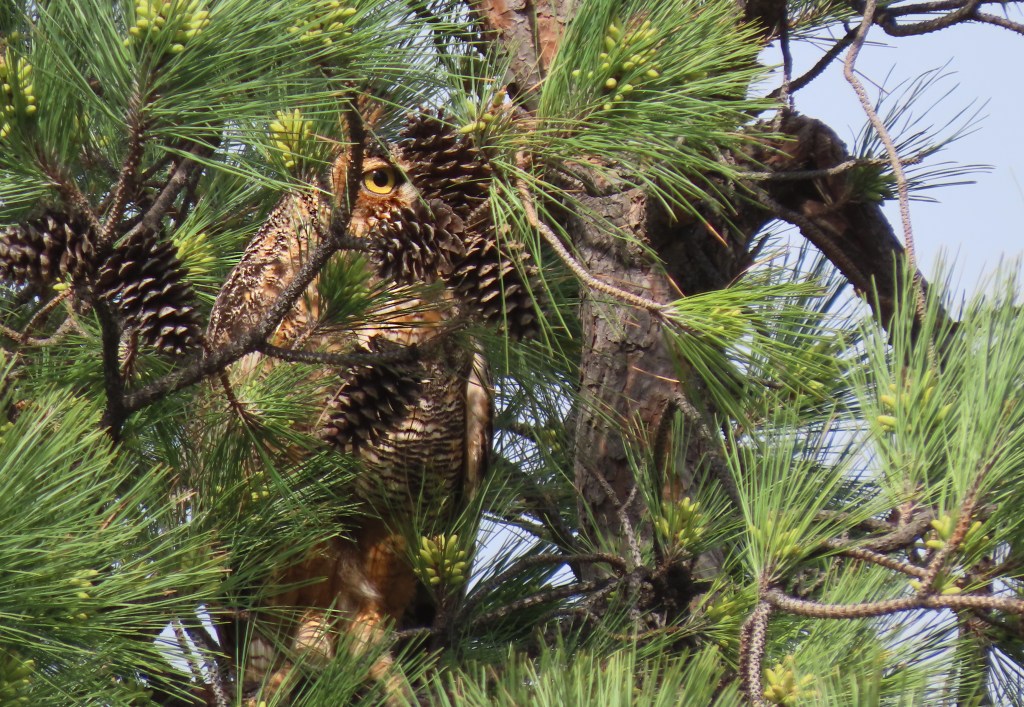 A Great Horned Owl camouflaged among green pine tree branches with long needles and pine cones. The owl's distinctive markings and large, bright eyes can be seen peering through the foliage.