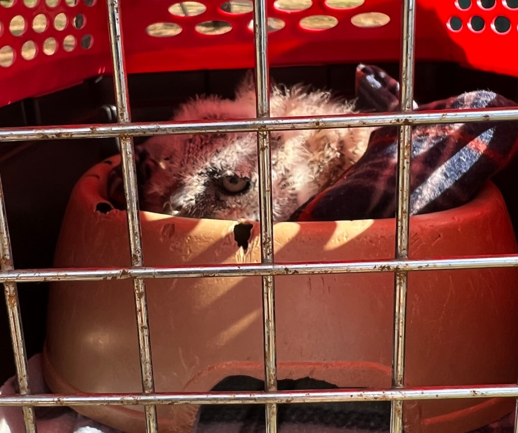 A small, fluffy owl is resting inside a pet carrier, which has a red exterior and metal bars. The owl is peeking out from the carrier, with one eye visible, surrounded by a soft blanket. The interior of the carrier appears warm and comfortable.
