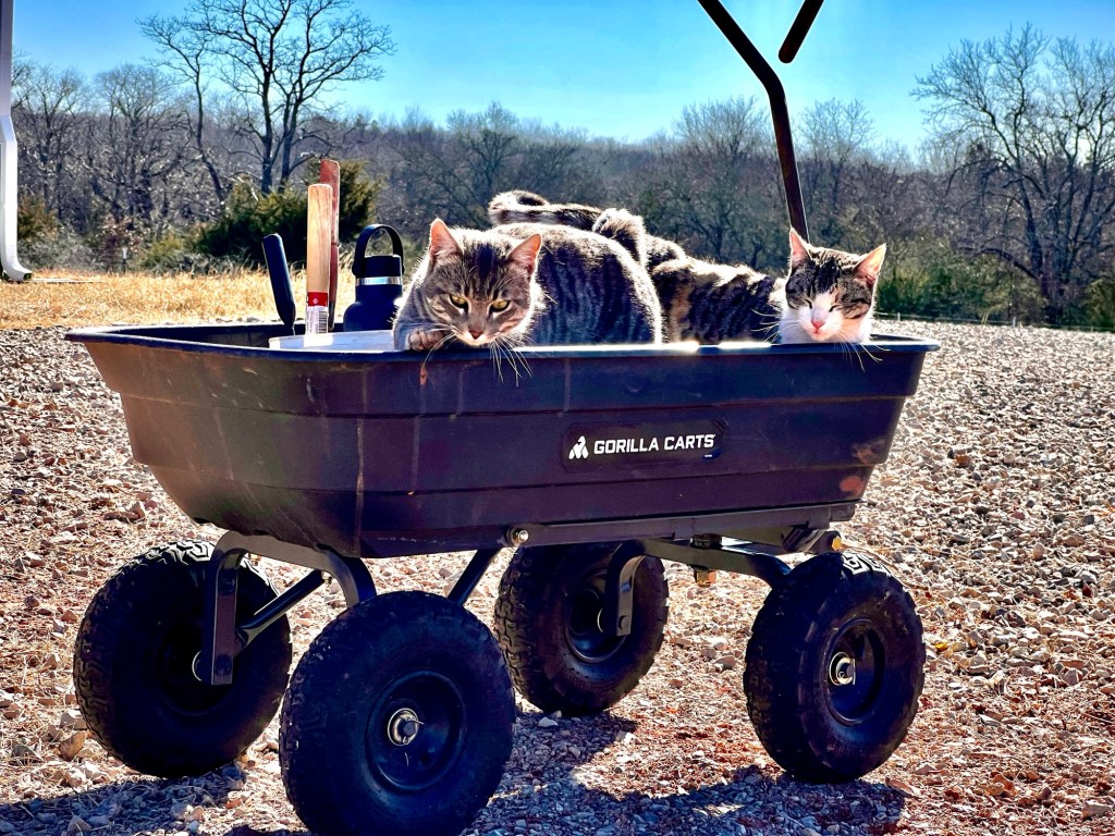 Two kittens in a garden cart.