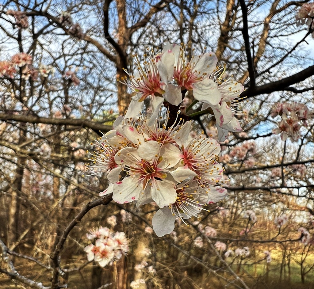 A close-up of delicate white flowers with pink accents, blooming on a tree branch. In the background, there are additional flower clusters and a blurred natural landscape, featuring bare trees and a hint of grass.
