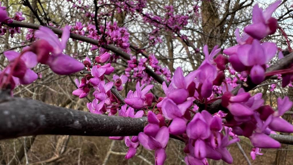 A close-up view of pink flowering buds on a branch, with soft-focus background of trees and nature. The vibrant purple flowers are clustered along the branch, creating a beautiful contrast with the dark bark.