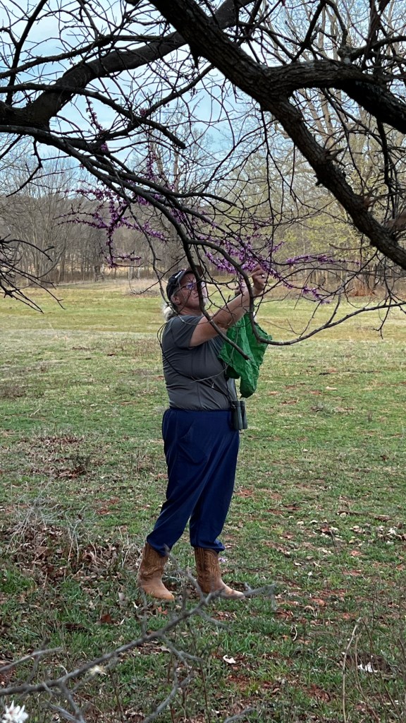 A person standing under a tree, reaching up to touch purple flowers on a branch. They are wearing a gray shirt, blue pants, and brown boots. The background features a grassy field with trees and a cloudy sky.