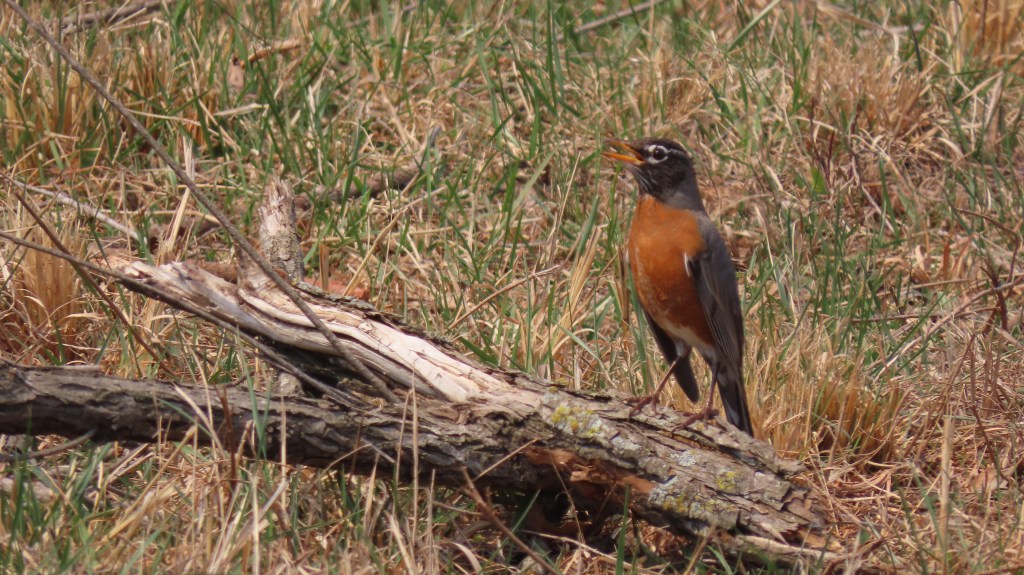 A robin standing on a fallen log in a grassy area. The bird has a reddish-orange breast and a brownish-gray back. The surrounding grass is a mix of green and brown, indicating a natural outdoor setting.