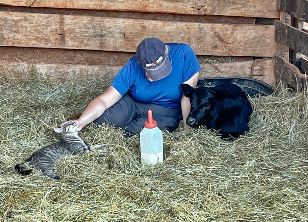 A person wearing a blue shirt and a cap is sitting on hay in a barn, interacting with a striped kitten. Next to them, a black calf is lying down, and a baby bottle is positioned nearby.