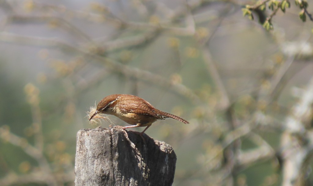 A small brown bird perched on a weathered wooden post, with a green and blurred natural background. The bird is holding a small insect in its beak, showcasing its natural behavior.