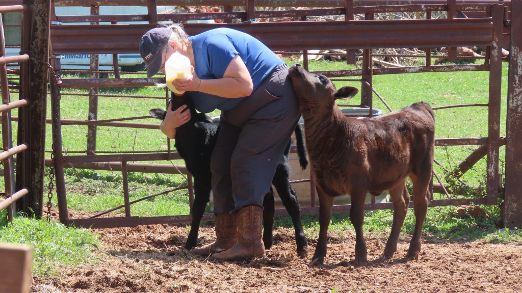 A person in a blue shirt and brown boots is bent down, holding a bottle to feed a calf. Two calves, one black and one brown, are standing close to the person, with the black calf nuzzling against the person's leg. The background features a farm setting with green grass and a fence.