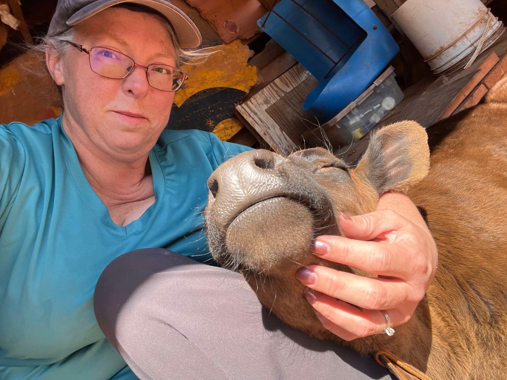 A woman with glasses and a baseball cap sits next to a brown cow, gently holding its head. The cow appears relaxed, resting its head on the woman's leg. The setting is rustic, with wooden structures and various items in the background.