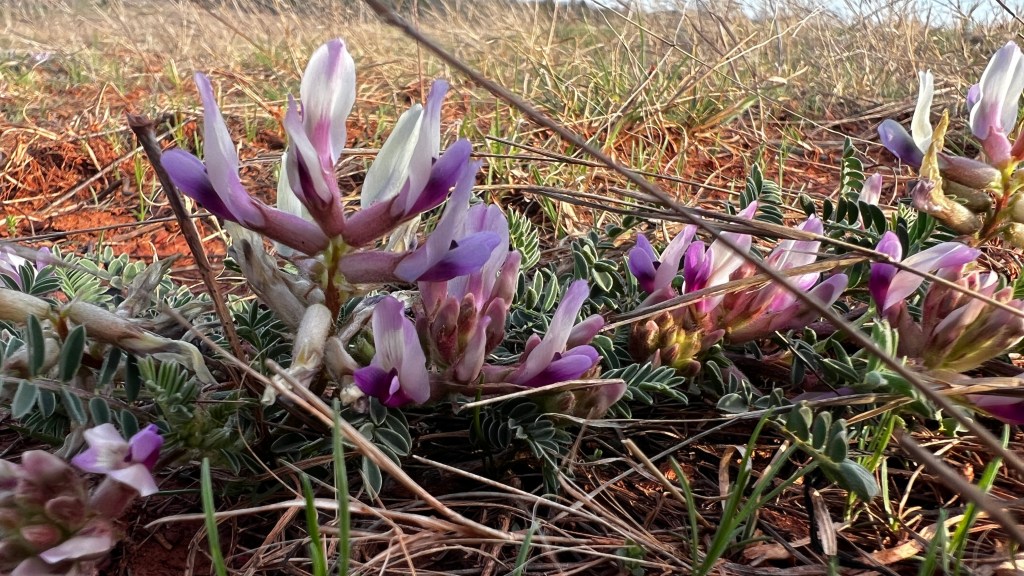 Small purple and white ground flowers