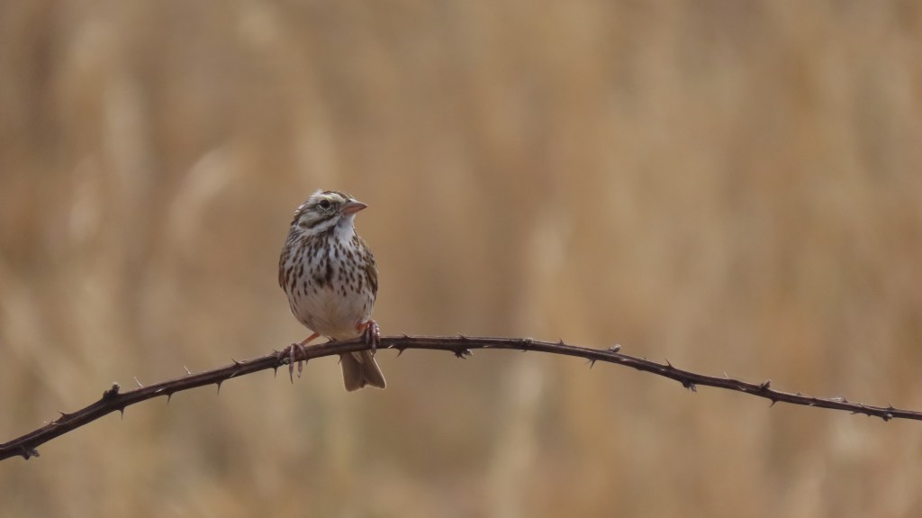 A small sparrow on a branch