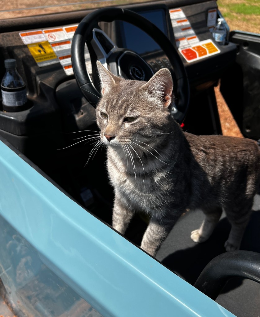 A gray cat standing on the driver's seat of a UTV.