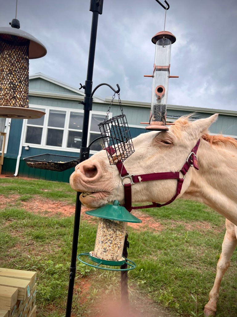 A white horse rubbing its nose on birdfeeders.