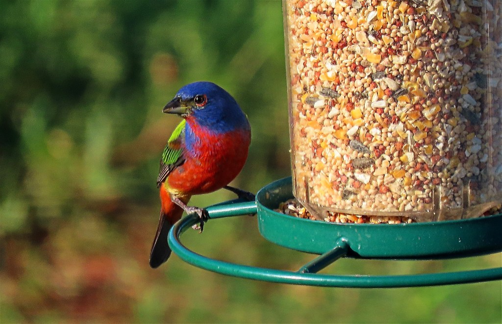A colorful bird with a blue head, green wings, and a bright red chest perched on the edge of a bird feeder filled with a variety of seeds. The background is blurred, showcasing green foliage.